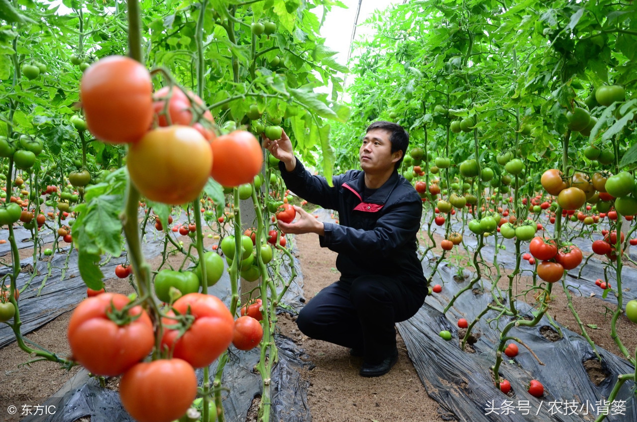 怎么选购生物菌剂,市场上微生物菌剂都什么价位
