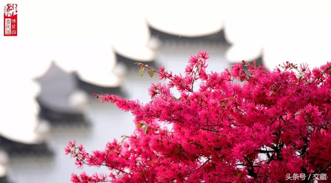 小贝世界杯绝杀厄瓜多尔,世界杯贝克汉姆vs梅西