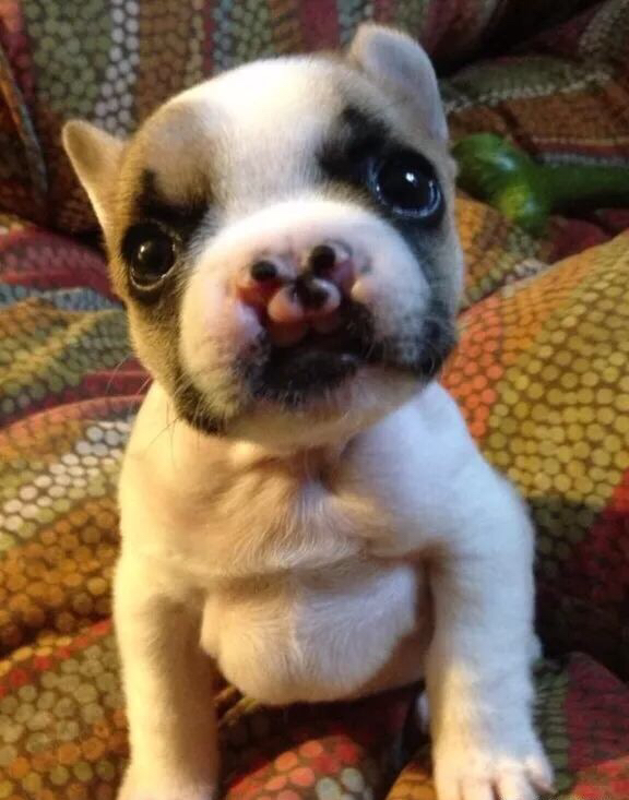 如何养好法斗必知的健康问题,法斗没养好不会爆头吗