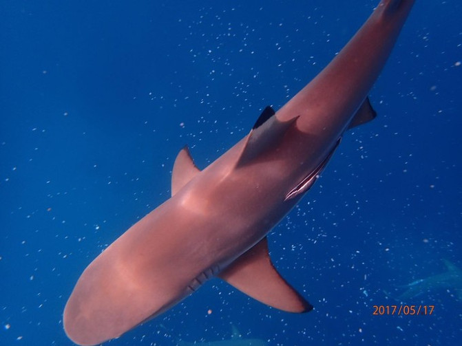帕劳海底之旅,帕劳的海底