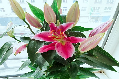 香水百合盆栽有虫子怎么办,香水百合病害防治方法