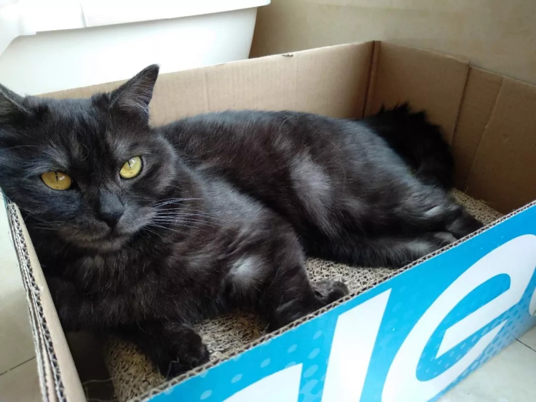 不养猫不爱狗,不养猫不养狗还可以养什么宠物