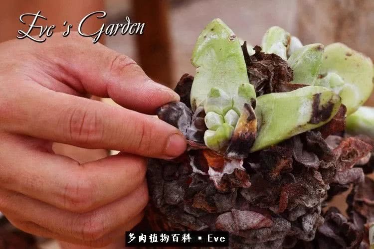 仙女杯多肉植物,拇指仙女杯也叫帕奇飞图吗