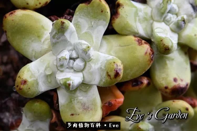 仙女杯多肉植物,拇指仙女杯也叫帕奇飞图吗