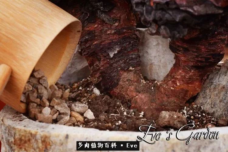 仙女杯多肉植物,拇指仙女杯也叫帕奇飞图吗