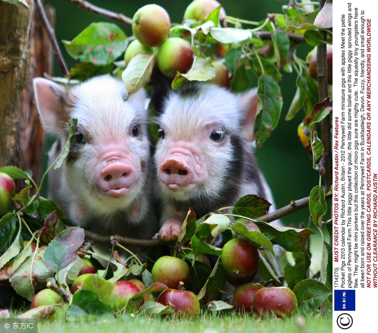 83年的猪今年外出运势怎么样,71年大金猪阳历9月运势