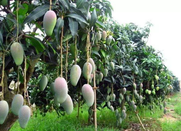 「秀品抽奖猫」原来可以这样用