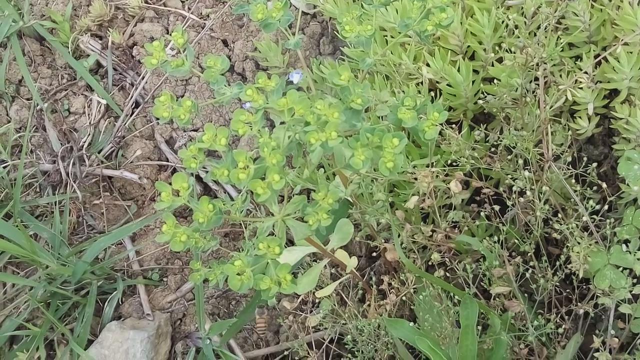 农村流白色乳汁的野草，老人说千万不能碰，眼睛会瞎，你认识吗