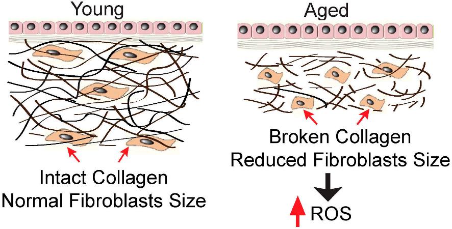 玫瑰果油正确使用方法,玫瑰果油的功效与作用