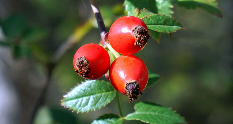 玫瑰果油有香味吗,玫瑰果油到底有没有用
