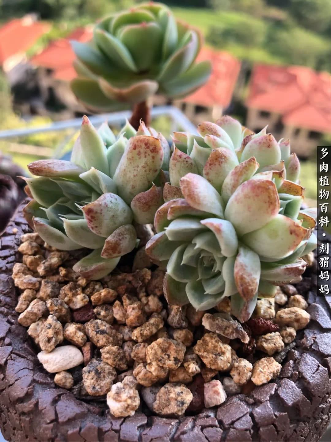 多肉如何度夏的方法,多肉夏天如何度夏