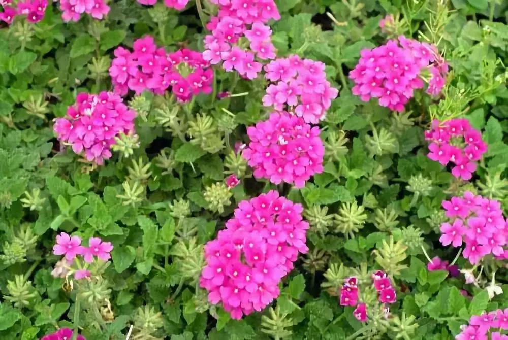 适合夏天养的耐阴植物,夏天养不死花卉