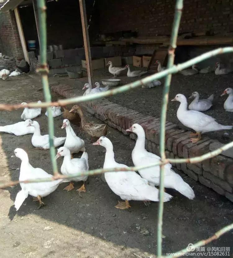 淄川龙山散养鸡,三山区散养土鸡场