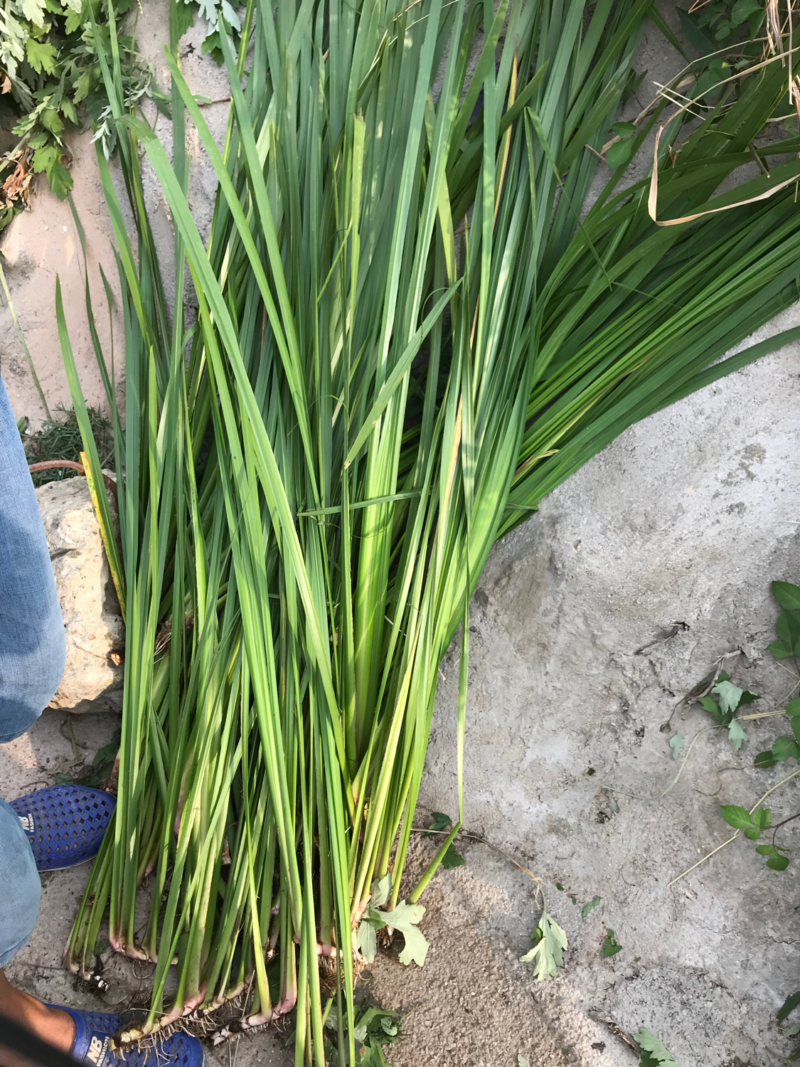 端午节，别忘了洗草药祛病避邪