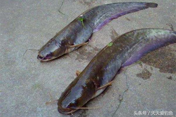 鲶鱼怎么钓效果最好手竿,鲶鱼怎么钓才好吃