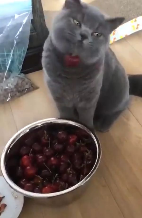给猫咪吃了樱桃猫咪生气了,猫咪吃樱桃流口水怎么办