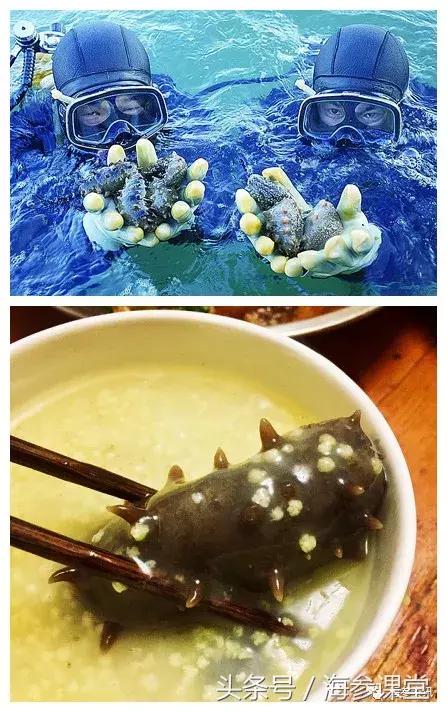 为什么有的海参没有筋,有刺海参和无刺海参价格差多少