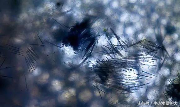 水晶虾用塑料水草可以吗,水族盐对观赏虾有影响吗