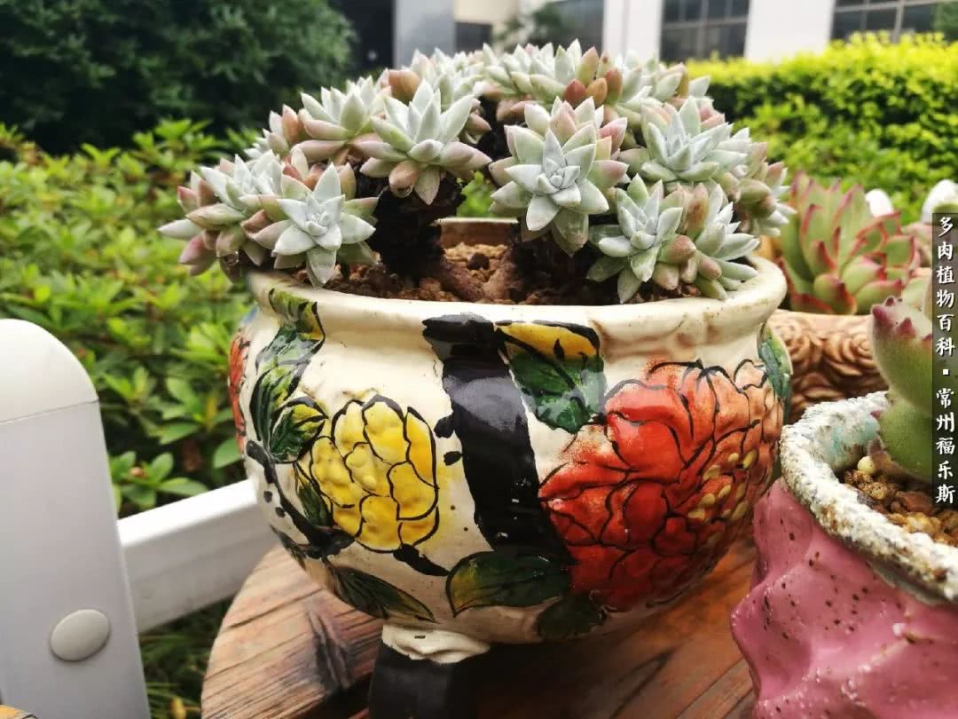 养多肉摒弃焦虑,包邮区不能养的多肉有哪些