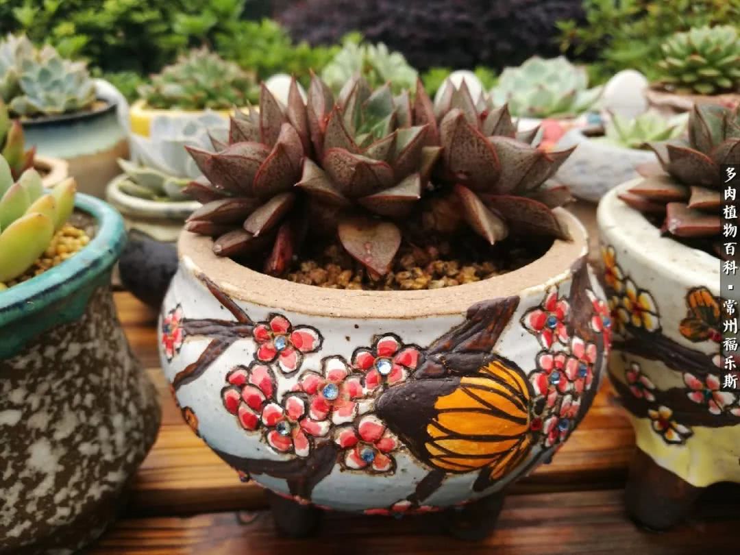 养多肉摒弃焦虑,包邮区不能养的多肉有哪些