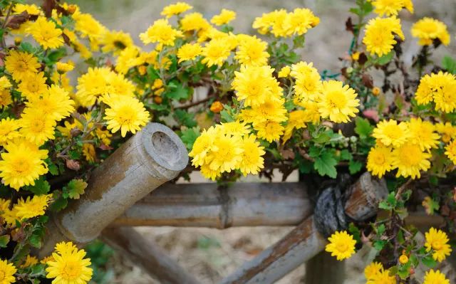 家里摆死灵芝盆栽,家人生病家里摆什么物件