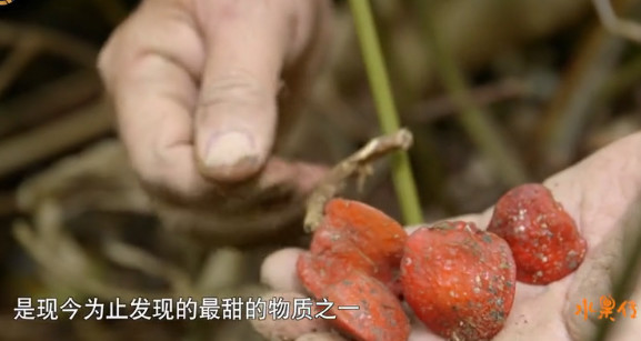 中国顶级美食纪录片,中国顶尖美食纪录片