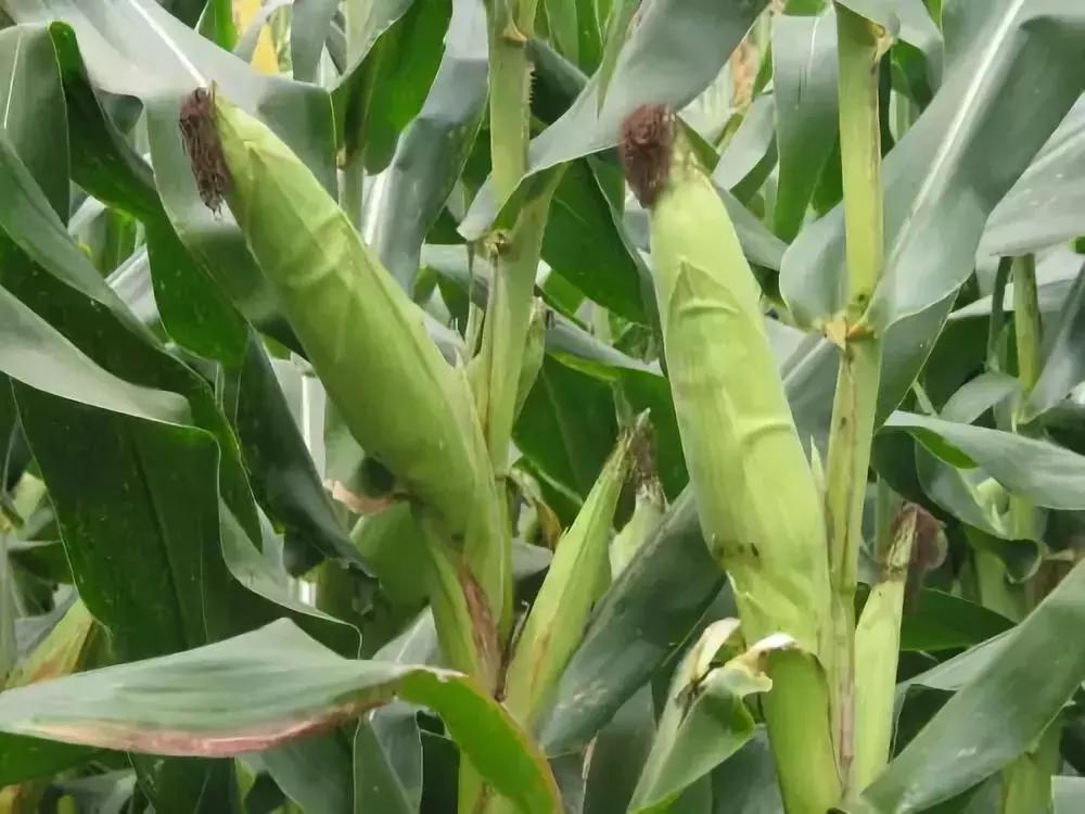 山东多地遭遇冰雹，西瓜被砸“开花”！农作物损失该如何挽救？