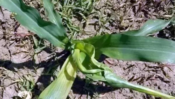 玉米出现卷叶什么原因,玉米卷叶的原因和防治