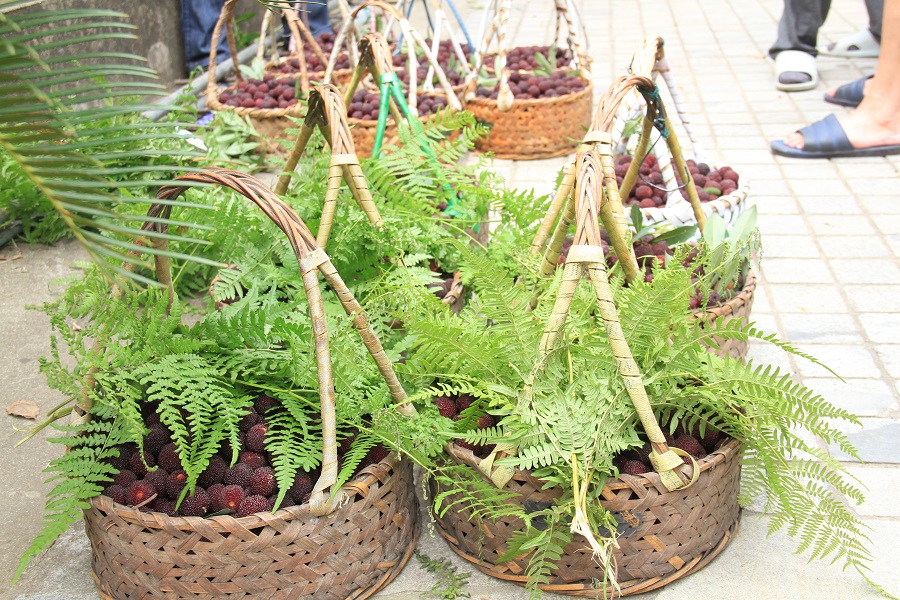 晚稻杨梅优缺点,顶级晚稻杨梅