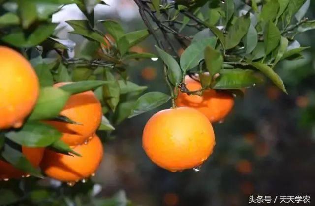 种植露天红美人柑橘前景如何,露天种植红美人柑橘