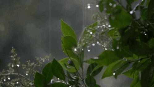 有关雨的唯美的诗词,那些关于雨的唯美诗句