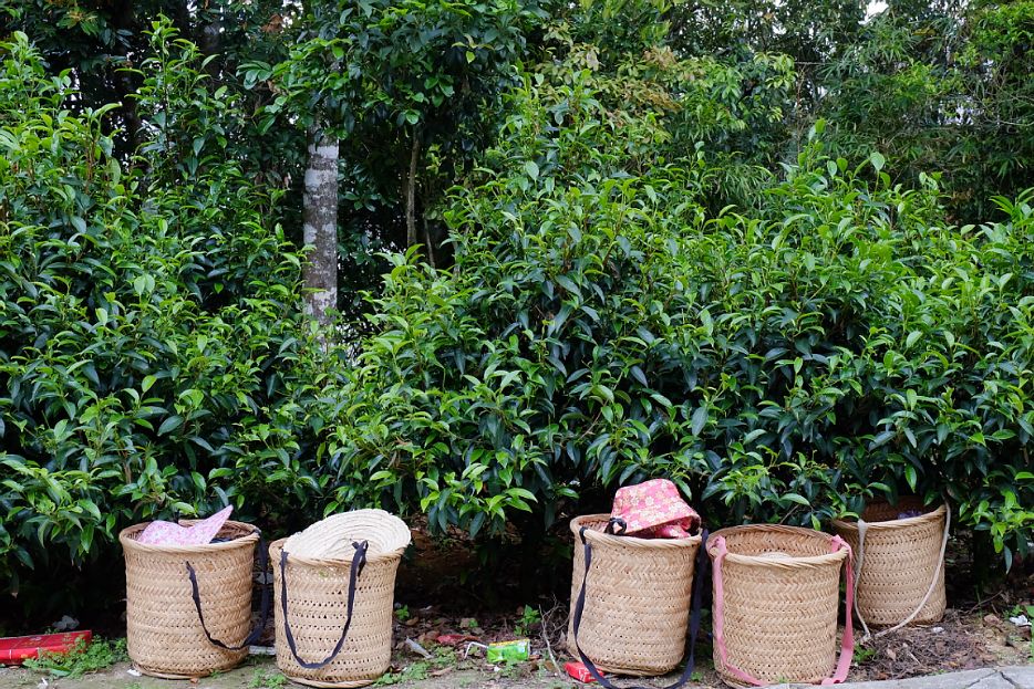 凤凰单丛茶水仙,凤凰单枞与凤凰单丛是两种茶吗