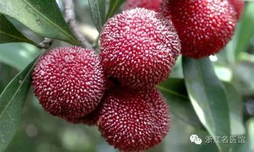 担心杨梅生虫不敢吃什么原因,杨梅有小虫子还能吃吗