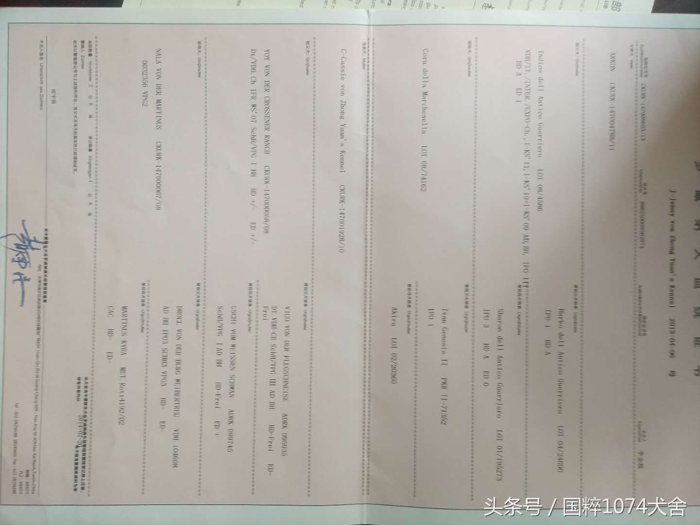 浅色素的罗威纳,陕系罗威纳犬