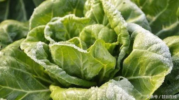 甘谷方言解说,甘谷方言版全文