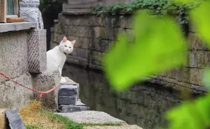 台儿庄古城最新免票政策,台儿庄古城对临沂人免门票吗