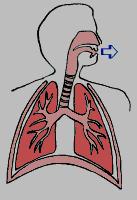 医生推荐：常见镇咳药物总结
