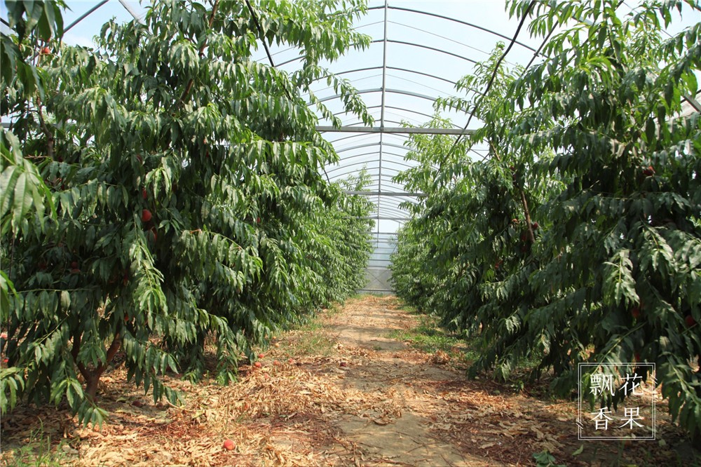 做水蜜桃味的甜点,做一个水蜜桃饮料