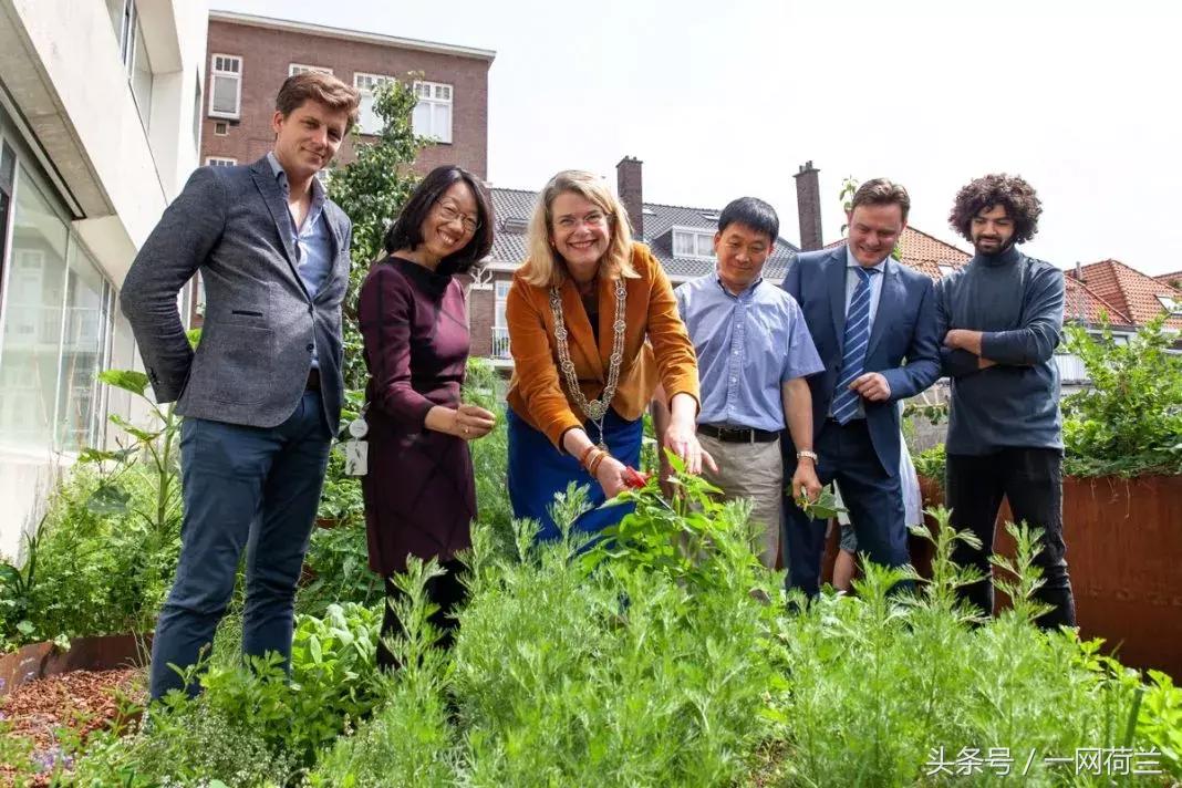 这家华人酒店有来头，海牙市长参观天台花园