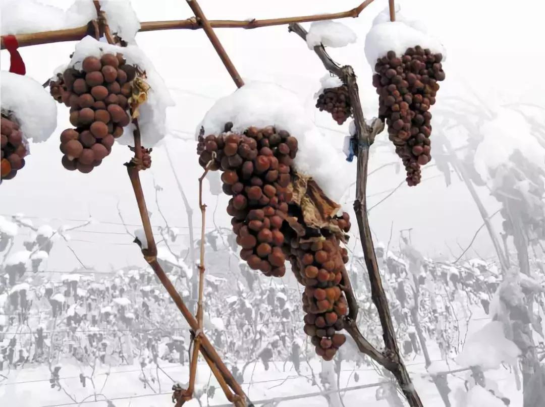 有钱人喝的酒有哪些,有钱人追捧的冰酒