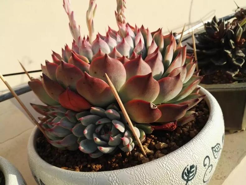 露养多肉晒白了是怎么回事,露养多肉褪色