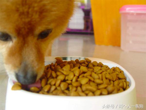 养一条狗复杂吗,养狗需要多少钱才能养出一条狗