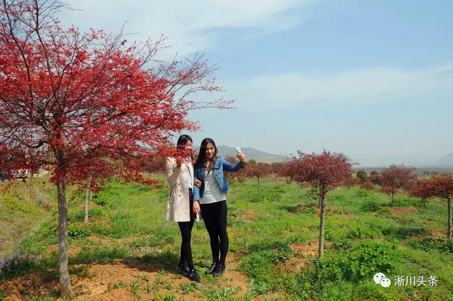 淅川来了仨“老外”，干啥？