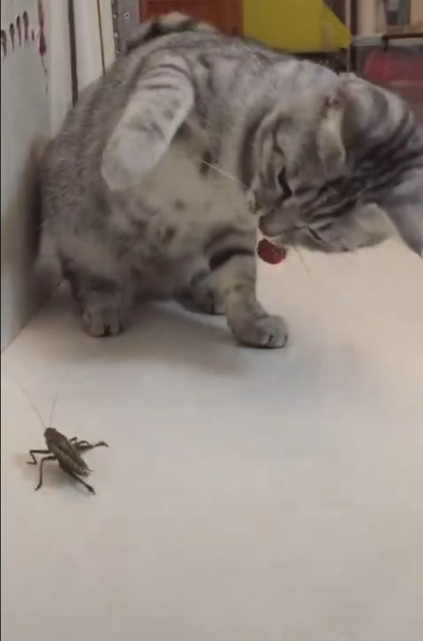 猫咪看到虫子发出咔咔声,猫咪看七星瓢虫