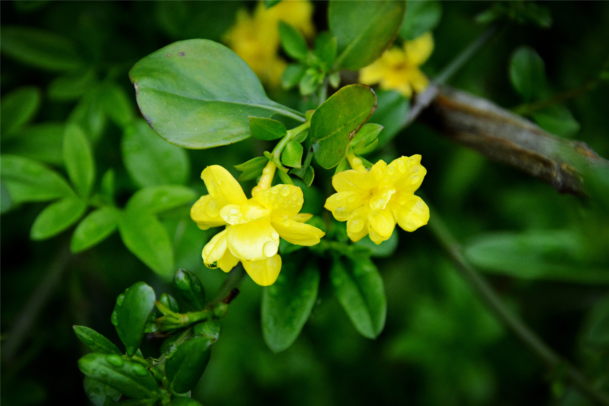 苏州哪些景点可以看小桥流水,只有老苏州人才知道的小众景点