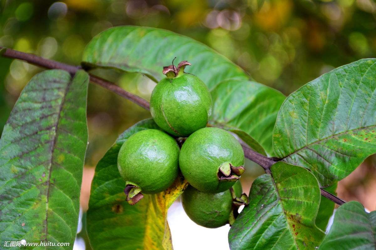 与榴莲一样，爱它的人着迷，讨厌它的人避而远之！农村里的野果子
