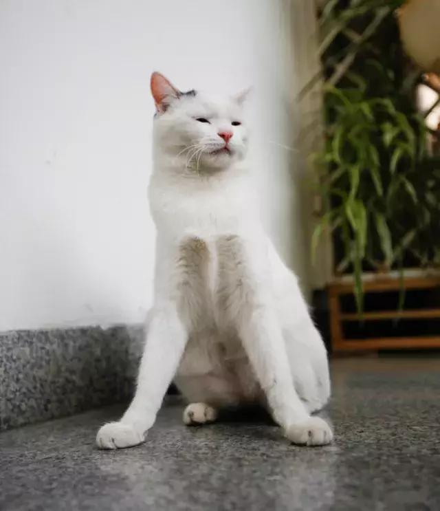 朱瞻基行乐图里射箭,朱瞻基行乐图里打高尔夫