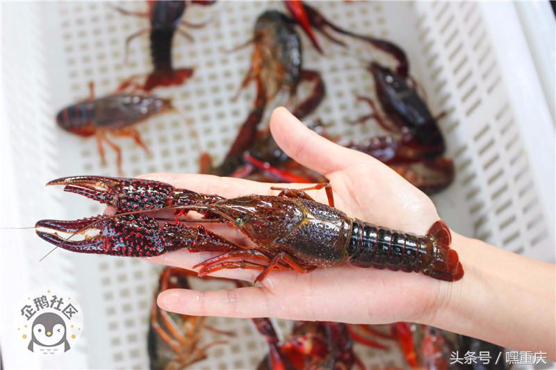 重庆南坪世界杯看球地点,重庆看世界杯推荐去处