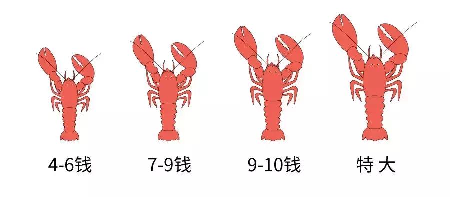 国民龙虾批发,小龙虾网上购买攻略