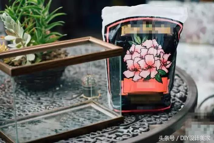 家里的旧鱼缸还可以养什么,废弃的鱼缸可以养花吗